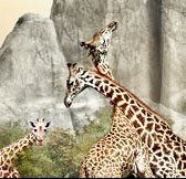 Girafes au zoo de Paris